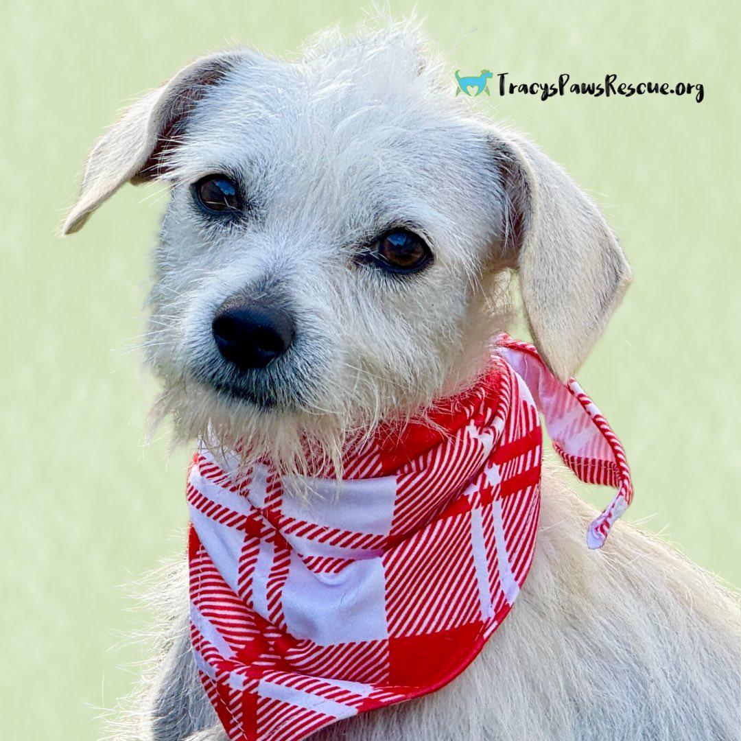 Natalie — A Gentle Little Lady with a Mohawk and a Big Heart