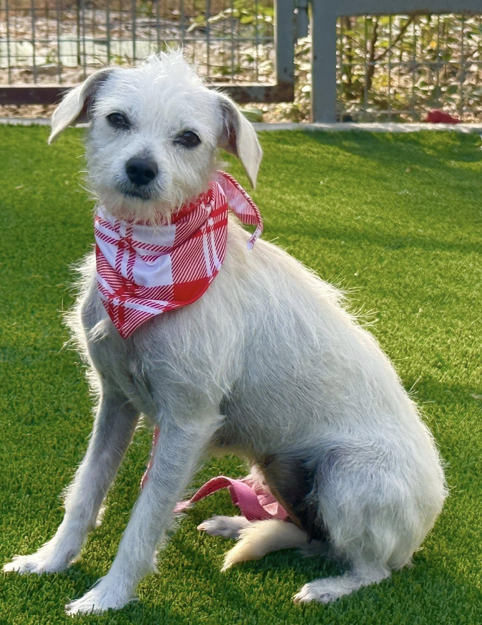 Natalie — A Gentle Little Lady with a Mohawk and a Big Heart