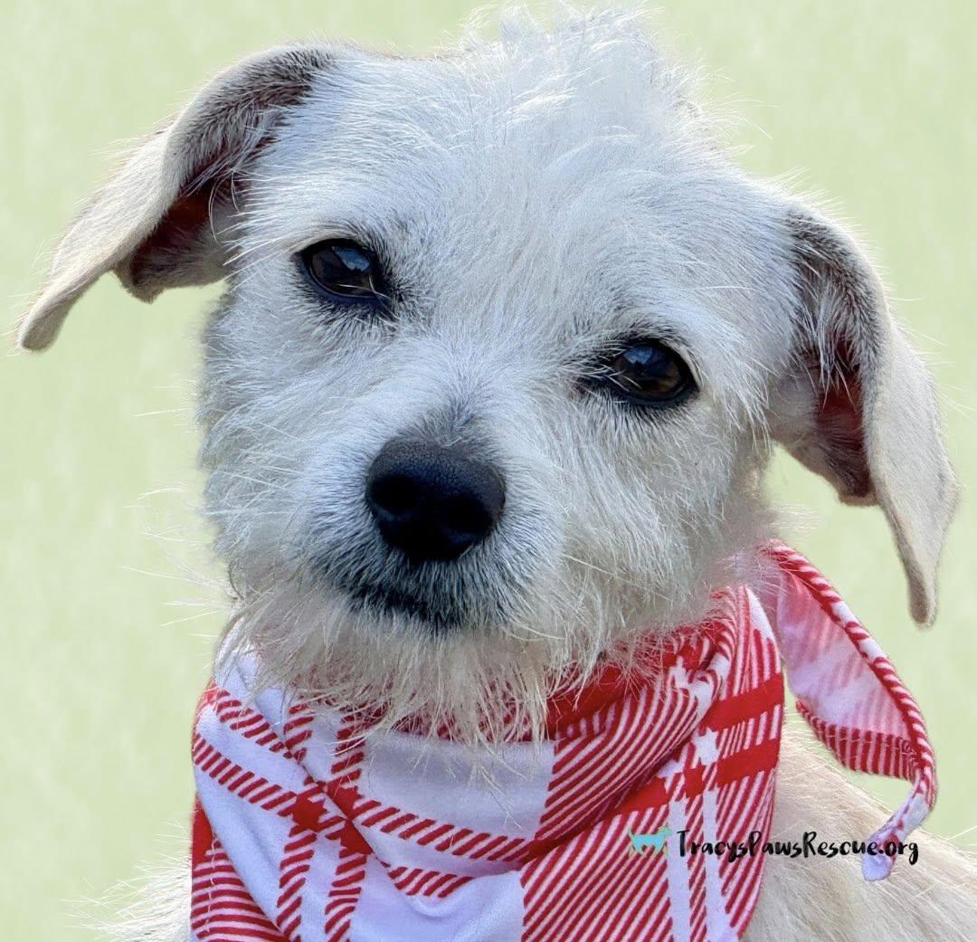 Natalie — A Gentle Little Lady with a Mohawk and a Big Heart