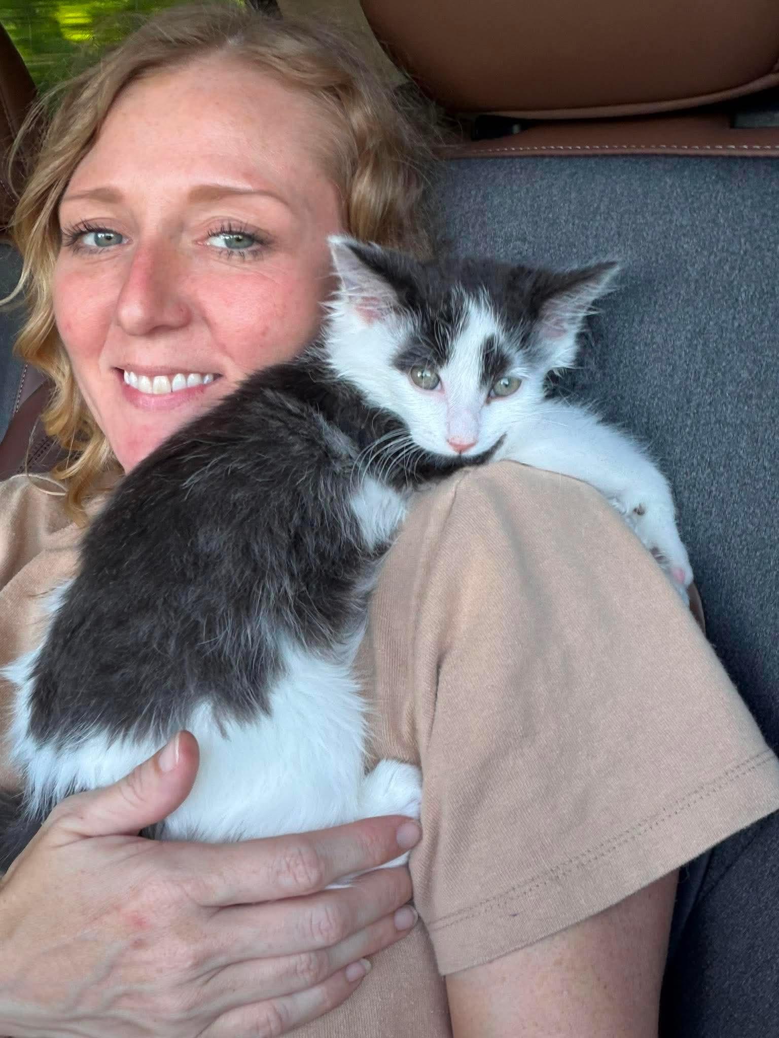 Jack, an adopted Domestic Medium Hair in East Lansing, MI image 5/5