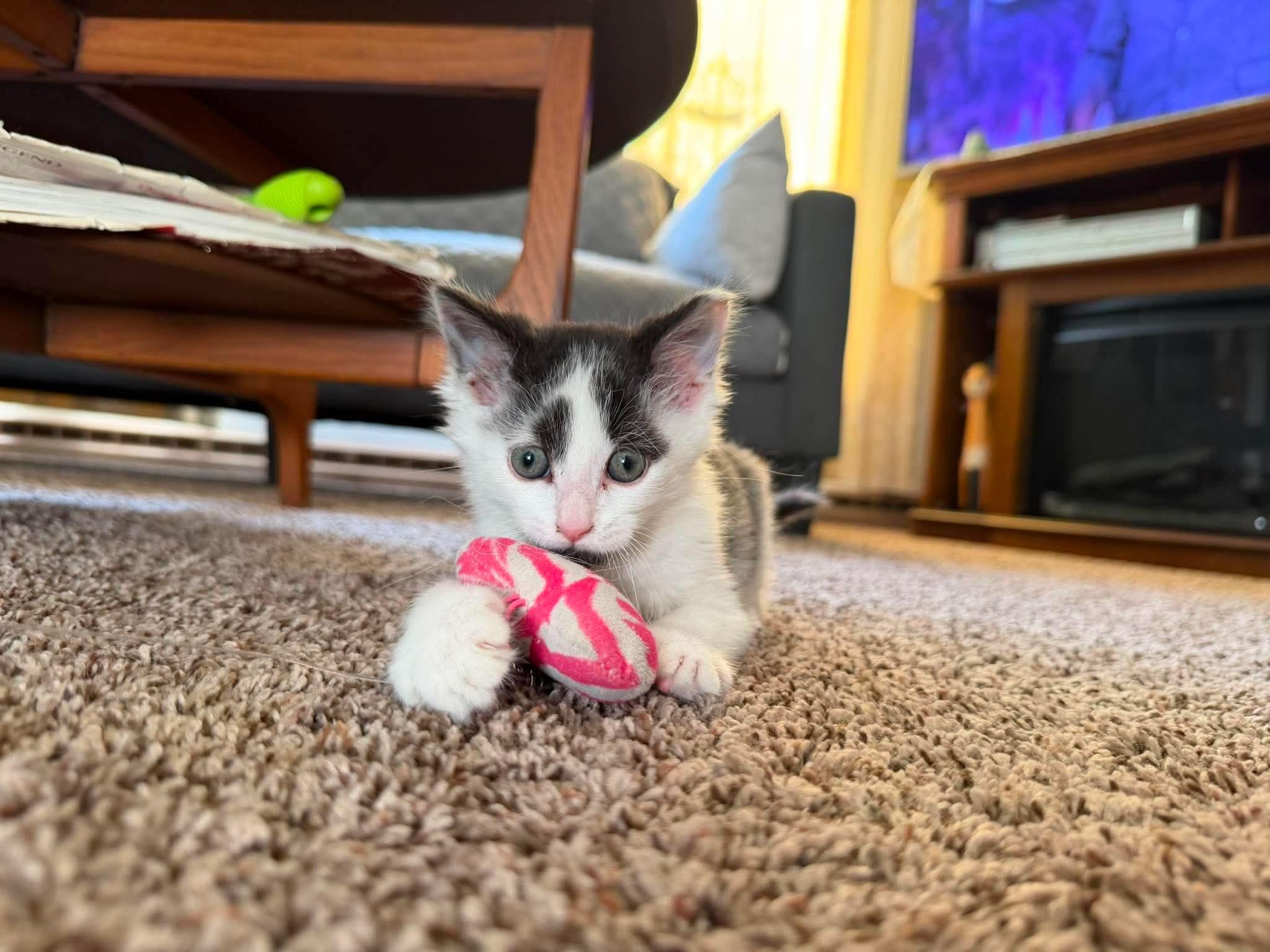 Jack, adopted, Kitten Male Domestic Medium Hair.
