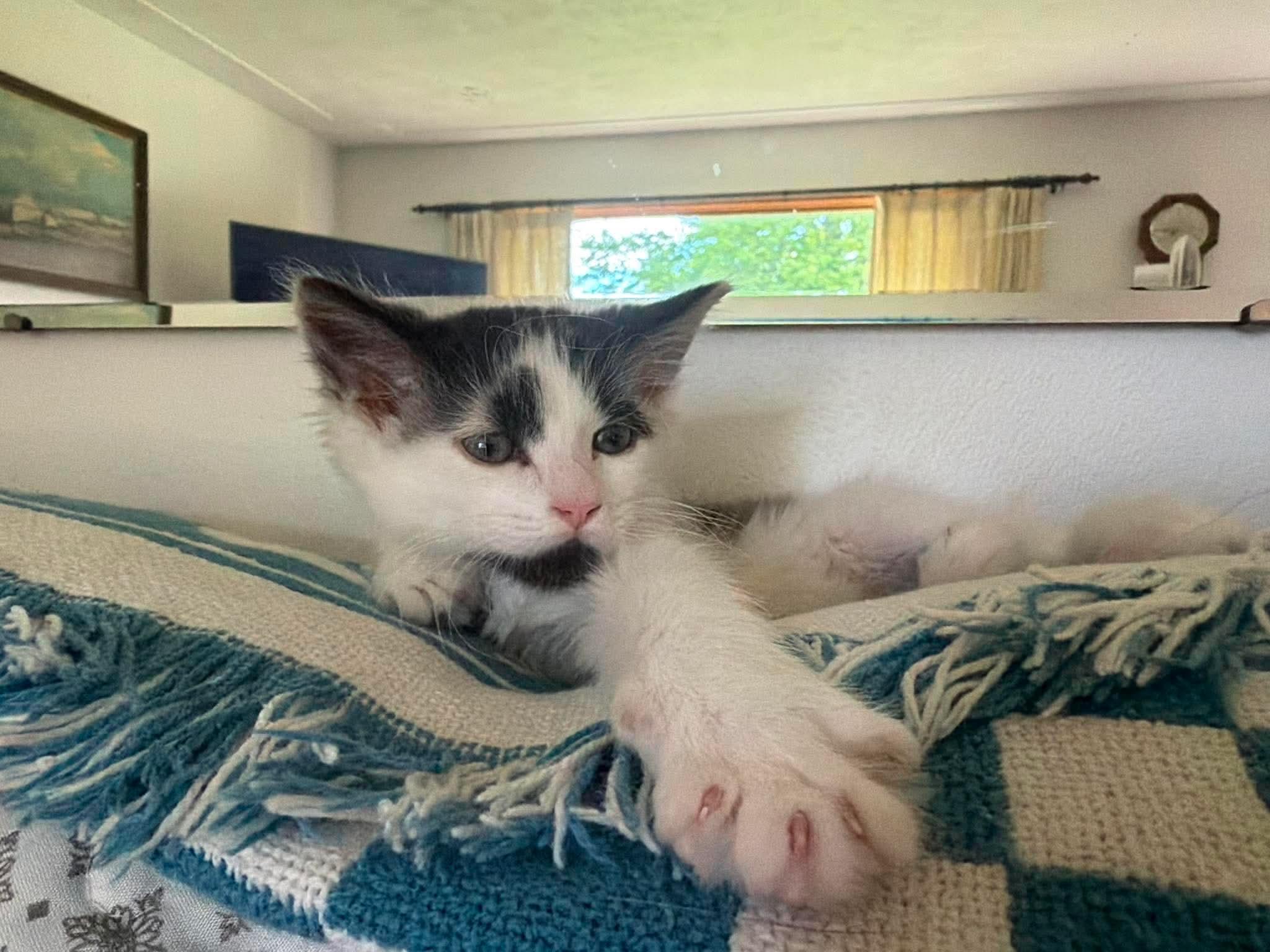 Jack, an adopted Domestic Medium Hair in East Lansing, MI image 4/5