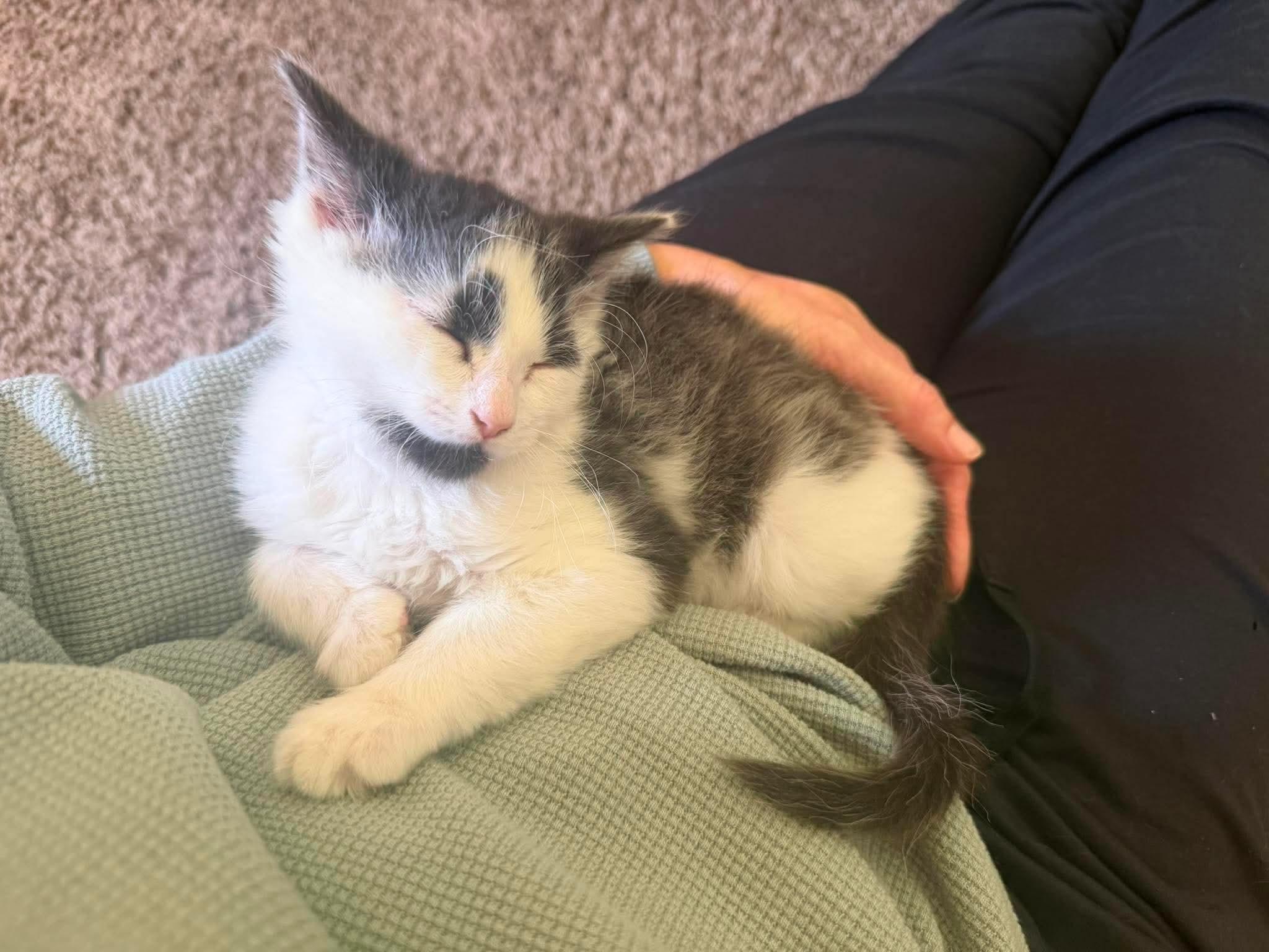 Jack, an adopted Domestic Medium Hair in East Lansing, MI image 2/5