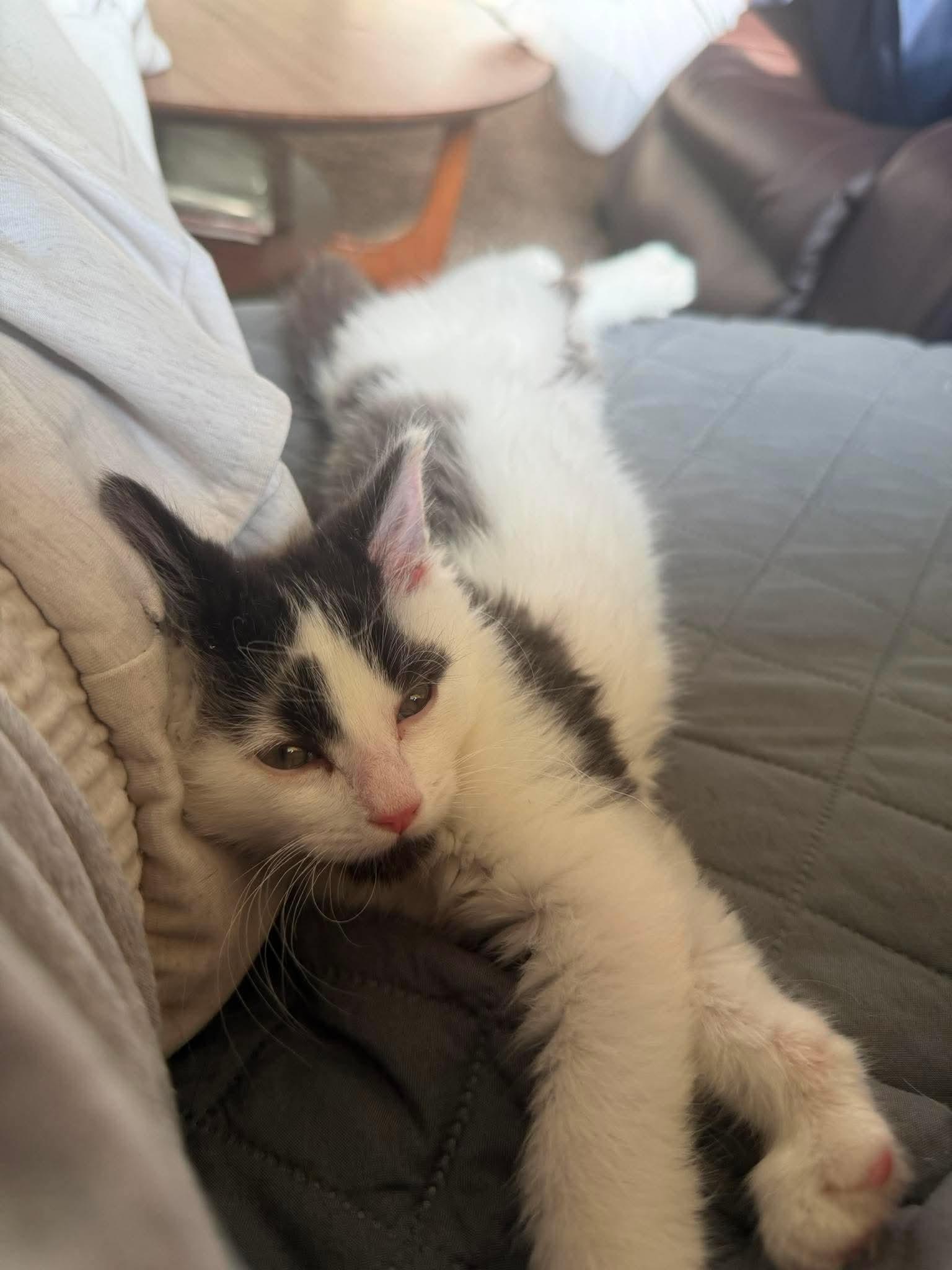 Jack, an adopted Domestic Medium Hair in East Lansing, MI image 3/5