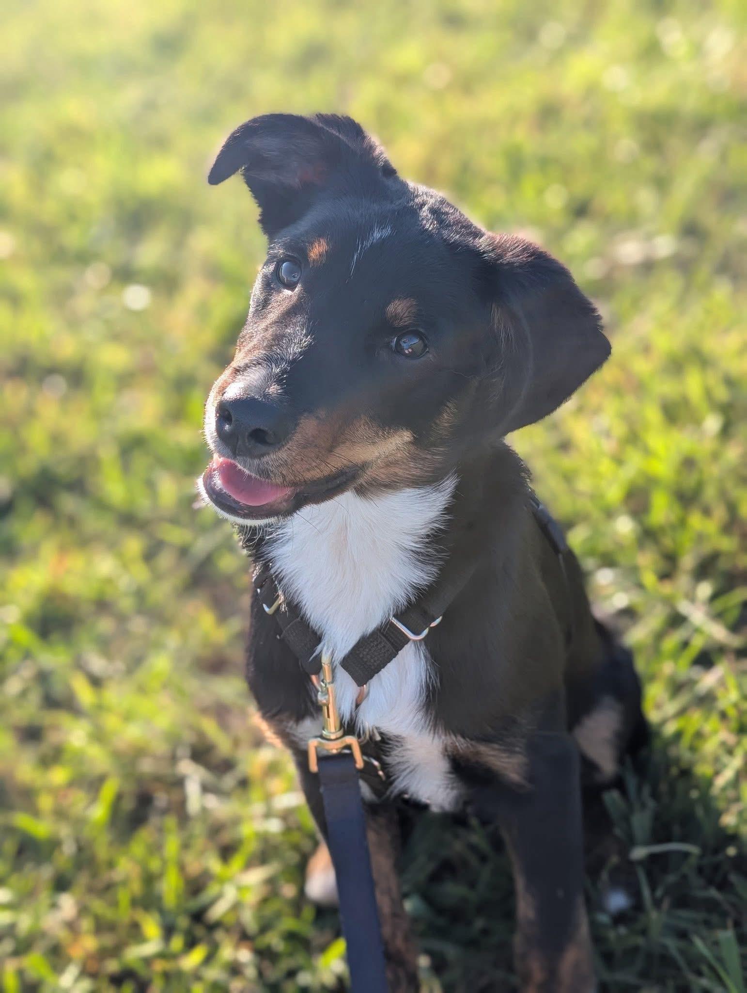 Beau, ADOPTABLE, Puppy Male Border Collie & Australian Shepherd.