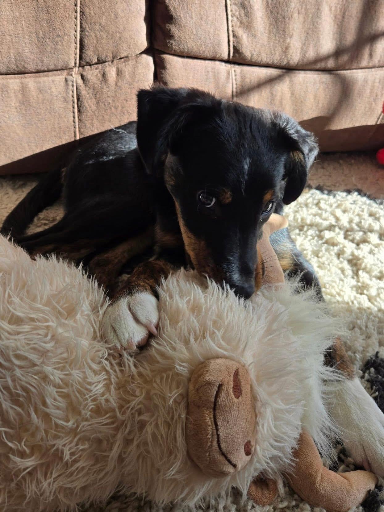 Beau, a ADOPTABLE mixed breed in Toms Brook, VA image 4/6