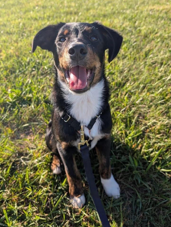 Beau, a ADOPTABLE mixed breed in Toms Brook, VA image 2/6