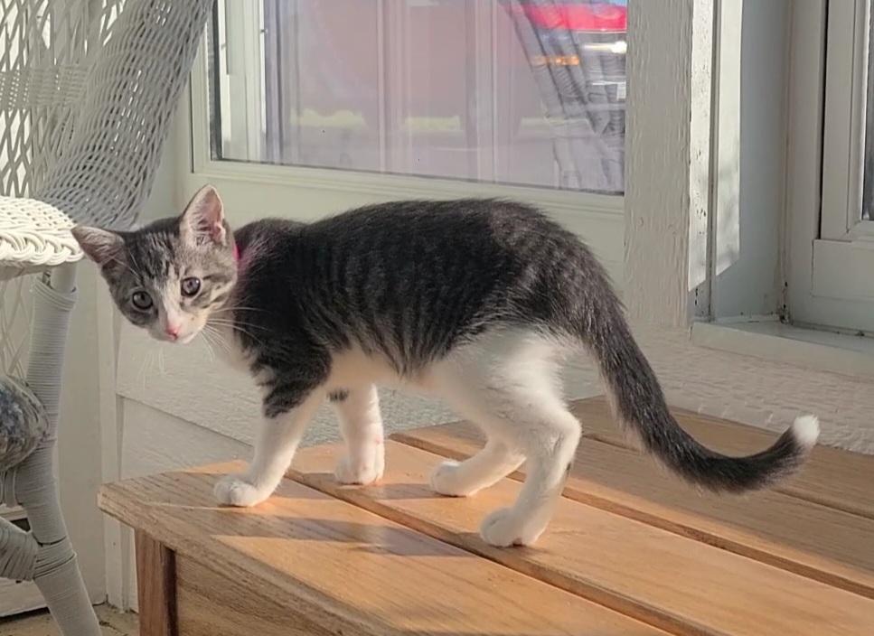 Tiger Lily, a ADOPTABLE Domestic Short Hair in Elizabeth, IL image 2/3