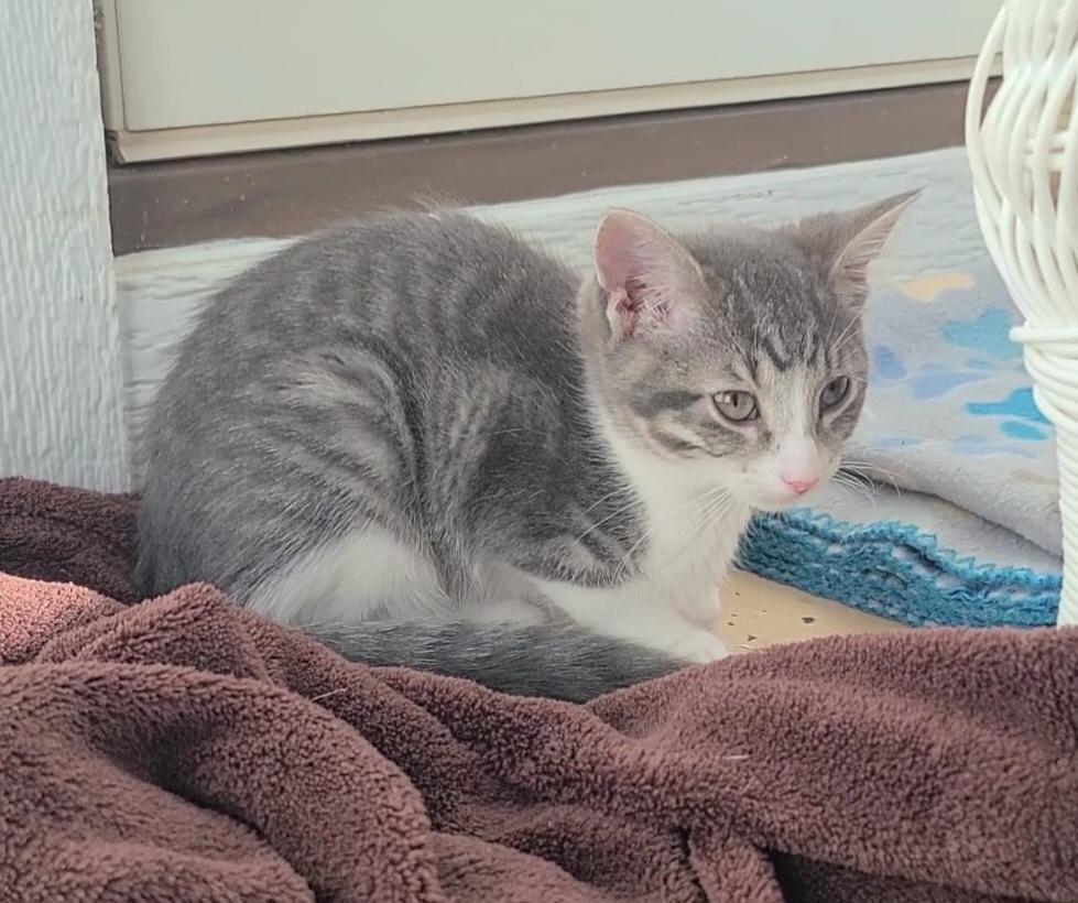 Tiger Lily, ADOPTABLE, Young Female Domestic Short Hair.