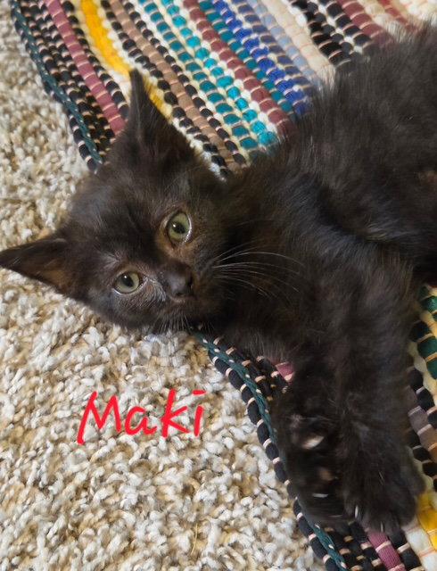 Maki, Adoptable, Young Female Domestic Short Hair.