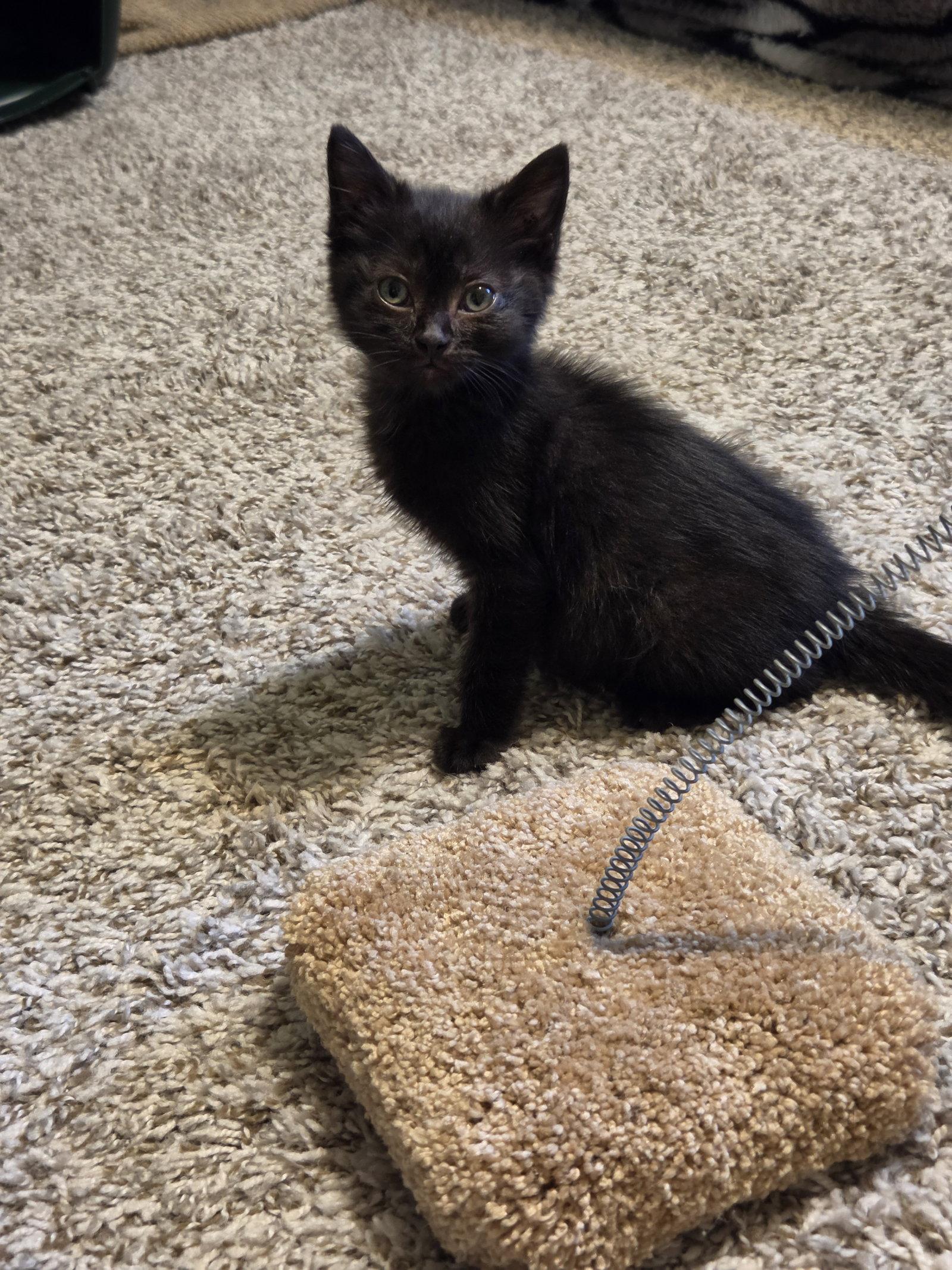 Enlarge Maki, a Adoptable Domestic Short Hair in Williamsburg, IA image 2/3