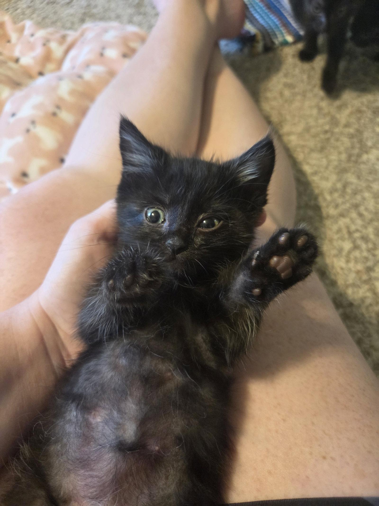Enlarge Maki, a Adoptable Domestic Short Hair in Williamsburg, IA image 3/3