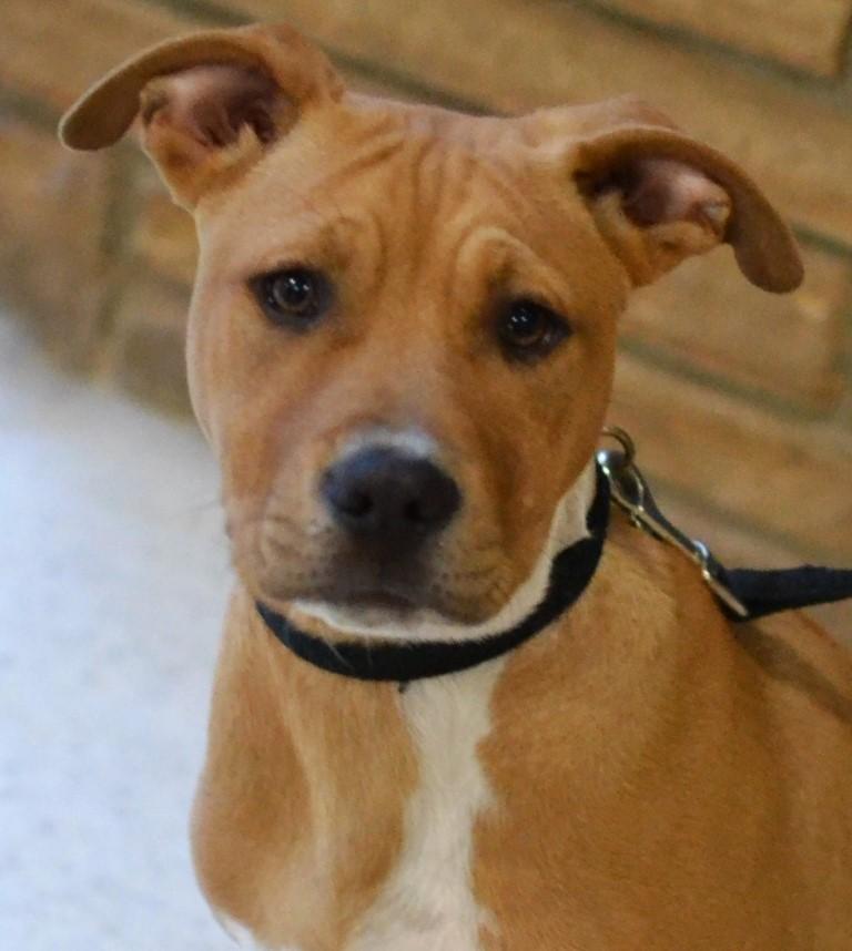 Enlarge Huey, a ADOPTABLE mixed breed in White Plains, NY image 1/5
