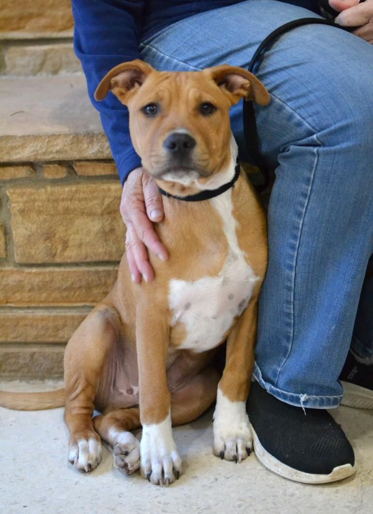 Enlarge Huey, a ADOPTABLE mixed breed in White Plains, NY image 4/5