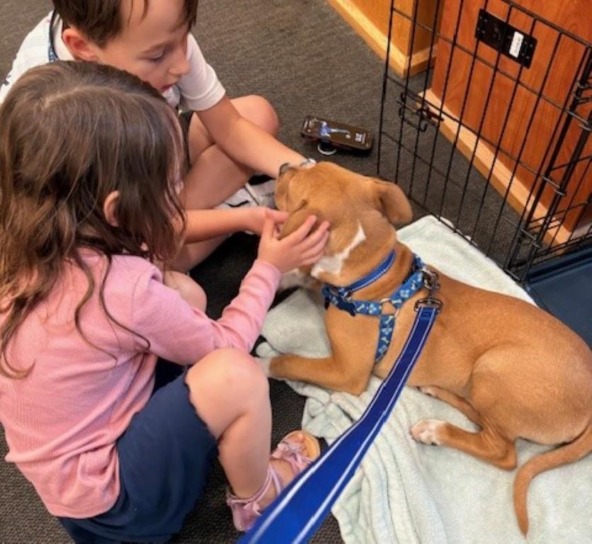 Enlarge Huey, a ADOPTABLE mixed breed in White Plains, NY image 3/5