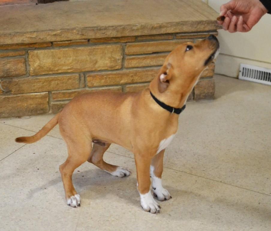 Enlarge Huey, a ADOPTABLE mixed breed in White Plains, NY image 2/5