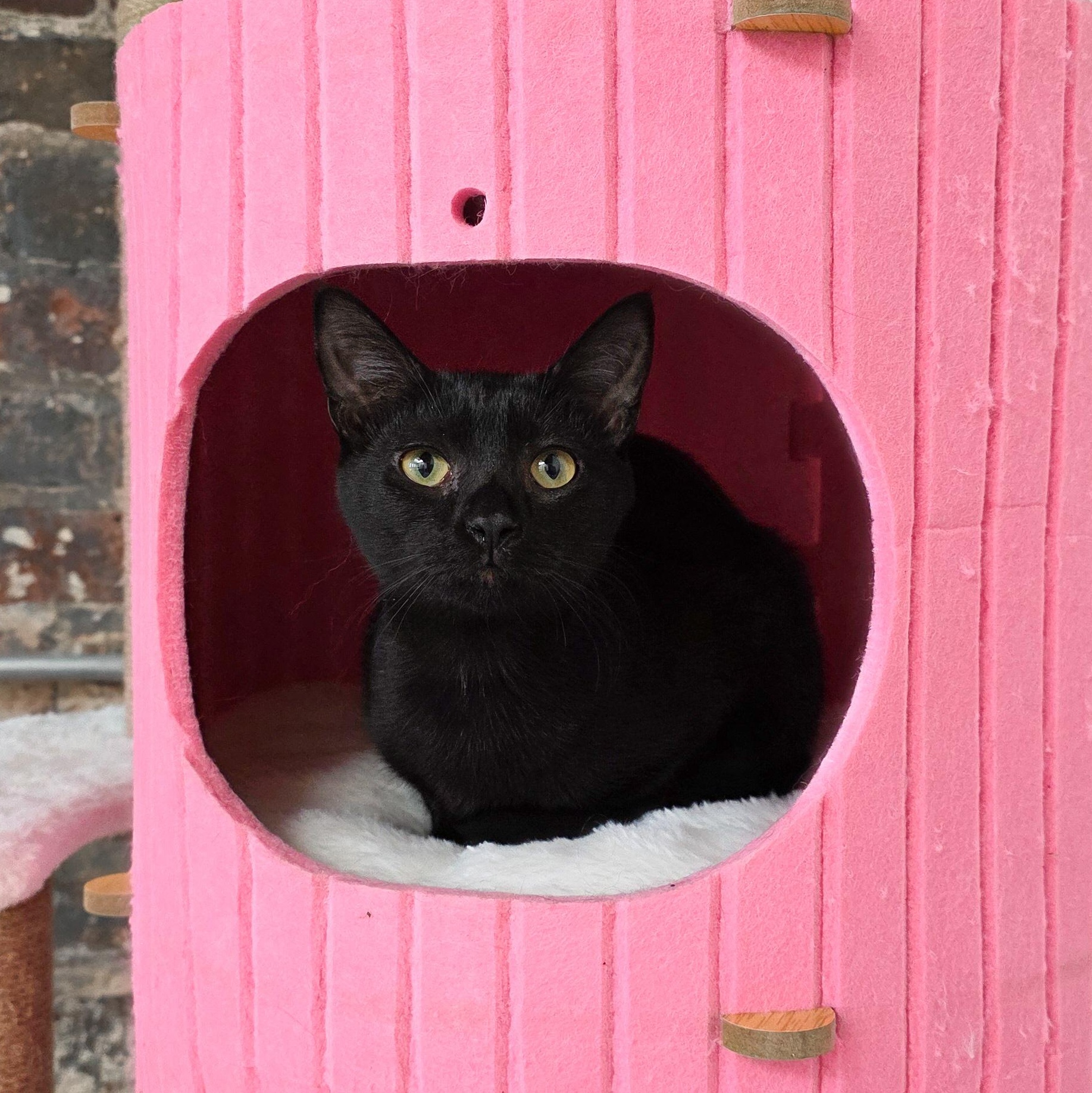 Enlarge Lisa, a Adoptable Domestic Short Hair in New Orleans, LA image 2/2