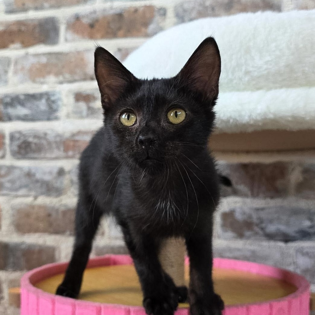 Enlarge Lisa, a Adoptable Domestic Short Hair in New Orleans, LA image 1/2