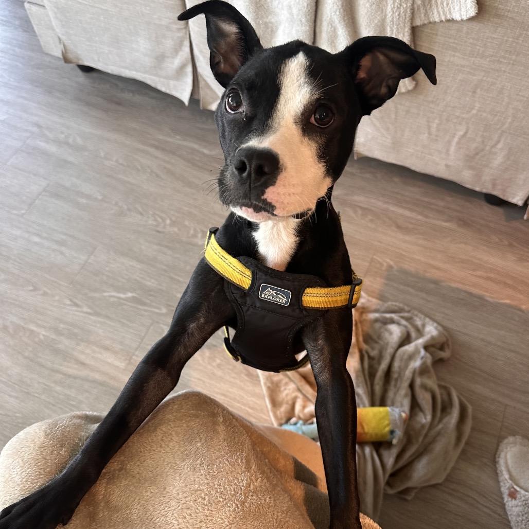 Squeak, Adoptable, Young Female Pit Bull Terrier & Mixed Breed.