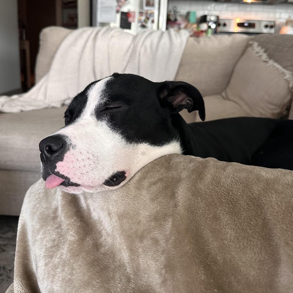 Enlarge Squeak, a Adoptable mixed breed in Nashville, TN image 3/6