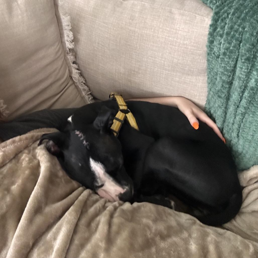 Enlarge Squeak, a Adoptable mixed breed in Nashville, TN image 4/6
