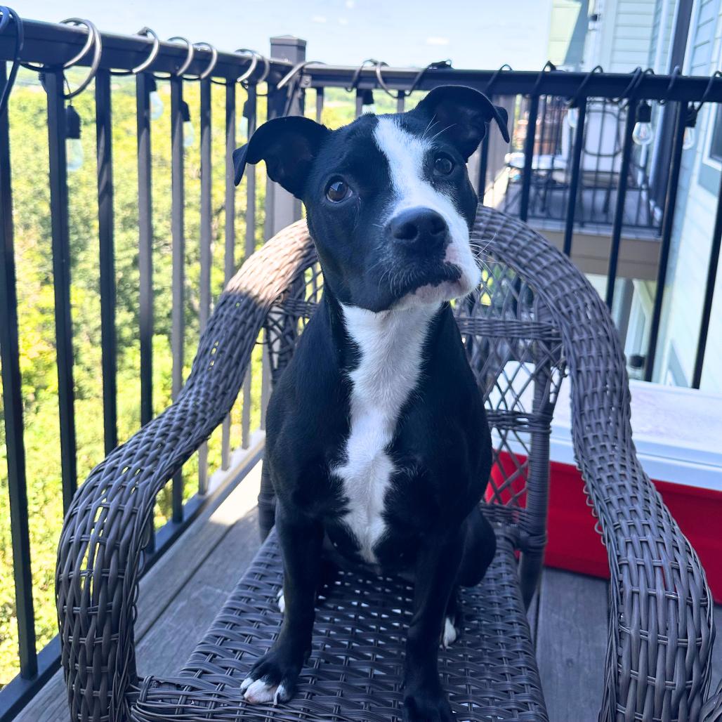 Enlarge Squeak, a Adoptable mixed breed in Nashville, TN image 5/6