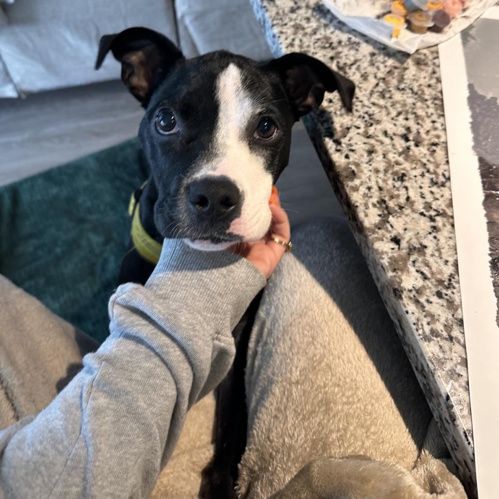 Enlarge Squeak, a Adoptable mixed breed in Nashville, TN image 6/6
