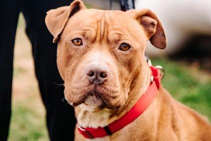 Sir Wiggles — thumbnail 2