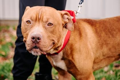 Sir Wiggles — thumbnail 3