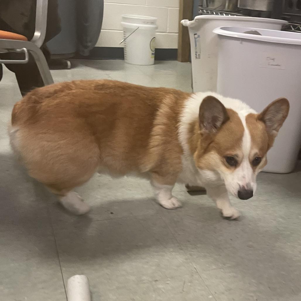 Enlarge Thor, a Adoptable Corgi in Springfield, IL image 1/1