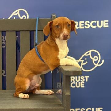 Enlarge CONAN, a Adoptable mixed breed in Atco, NJ image 2/5