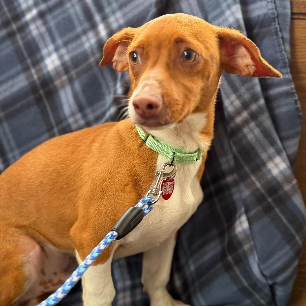 CONAN, Adoptable, Puppy Male Dachshund & Terrier.