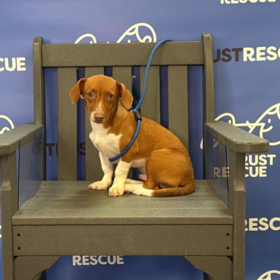 Enlarge CONAN, a Adoptable mixed breed in Atco, NJ image 3/5