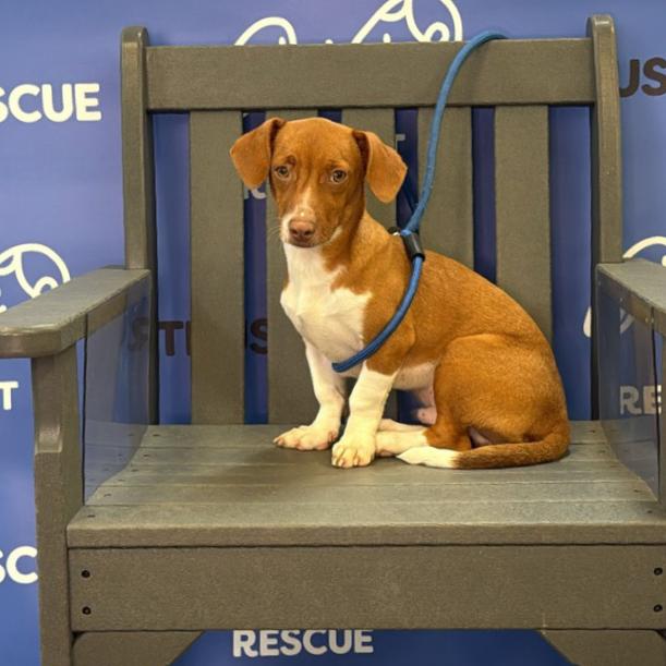 Enlarge CONAN, a Adoptable mixed breed in Atco, NJ image 5/5