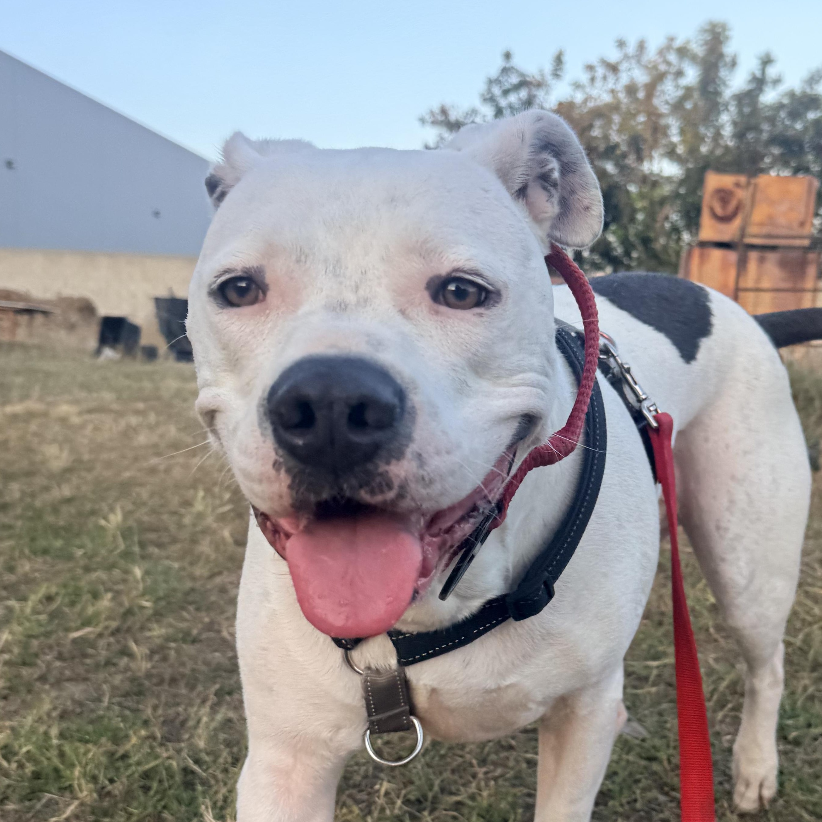 Sonny Bono, Adoptable, Adult Male American Staffordshire Terrier.