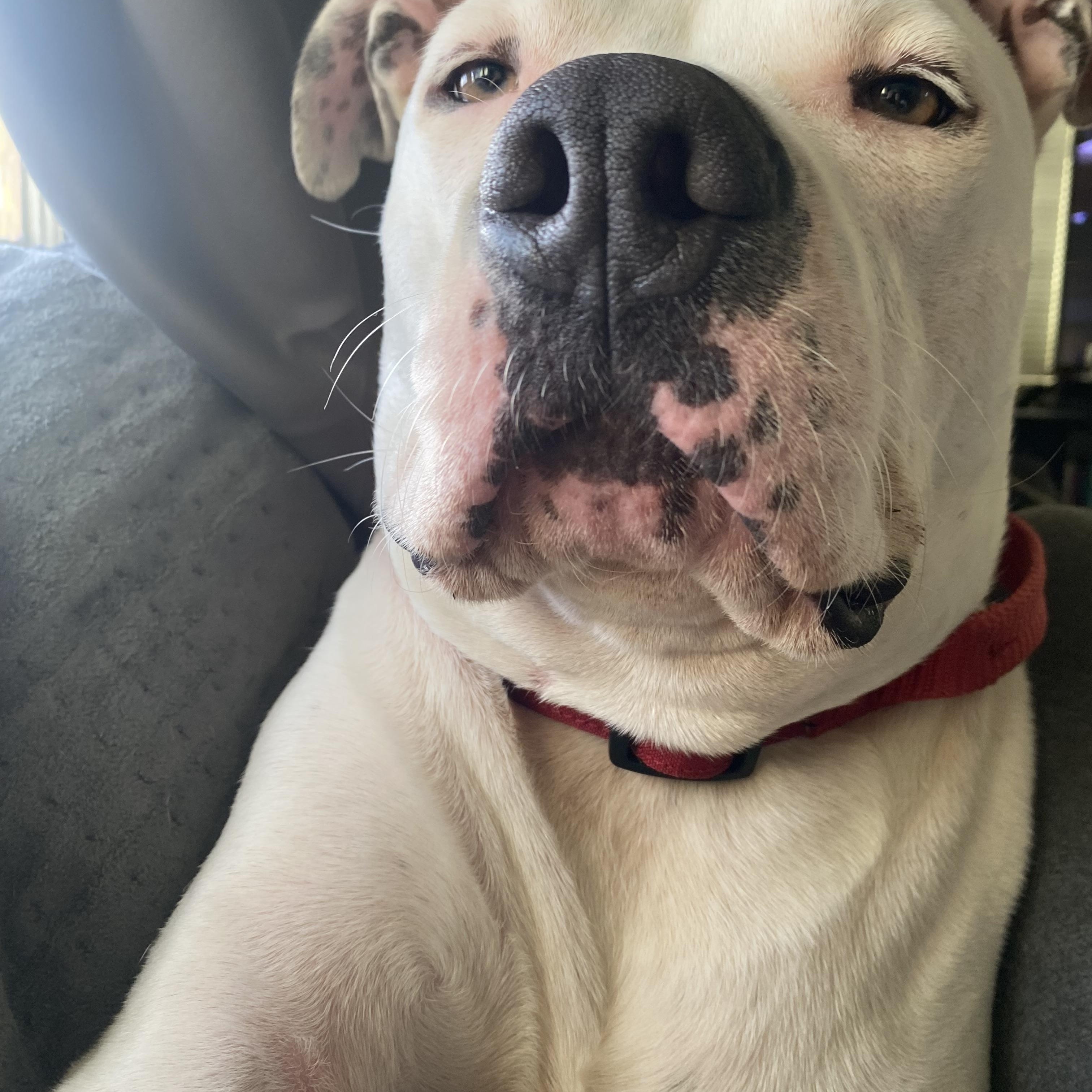 Enlarge Sonny Bono, a Adoptable American Staffordshire Terrier in Whittier, CA image 2/3