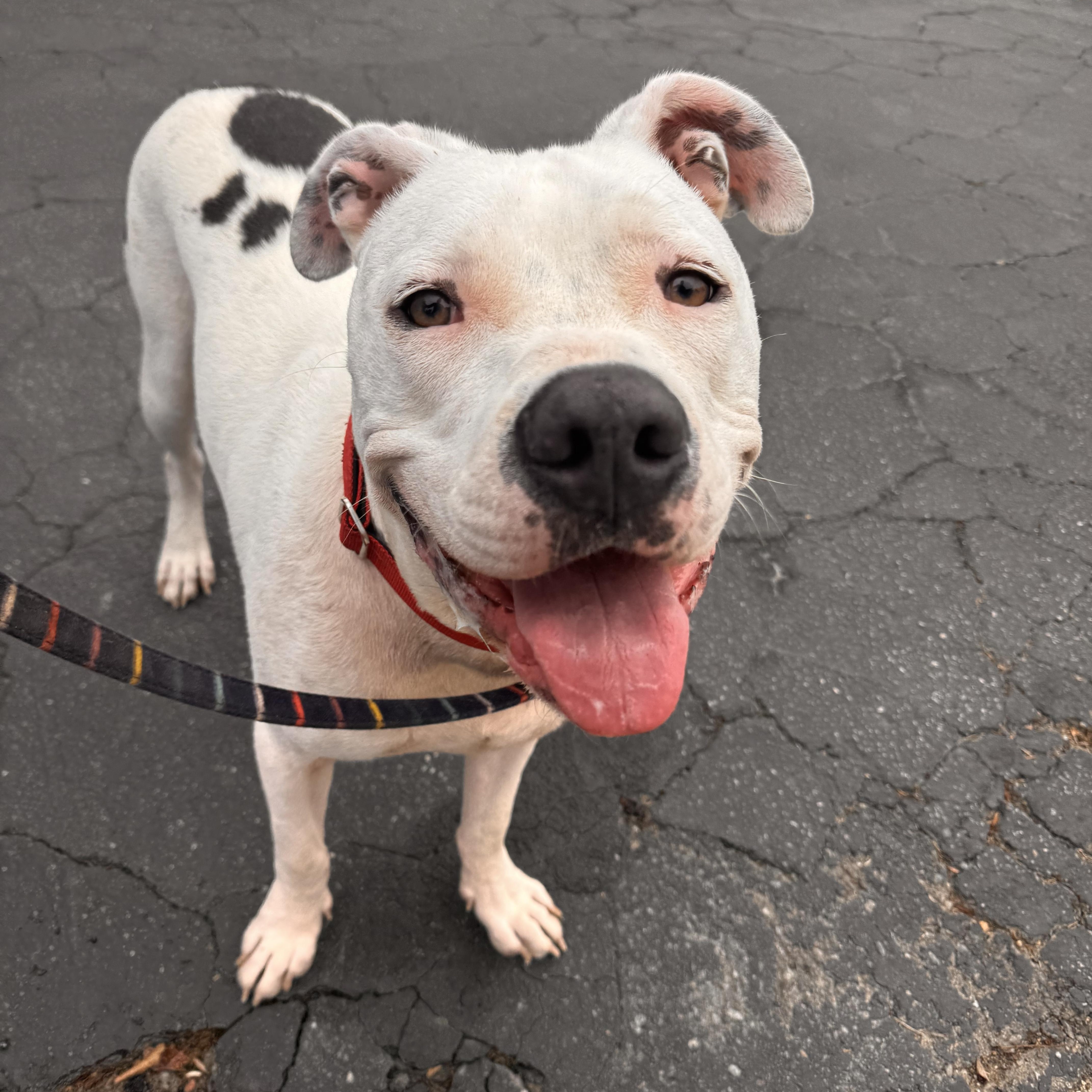 Enlarge Sonny Bono, a Adoptable American Staffordshire Terrier in Whittier, CA image 1/3