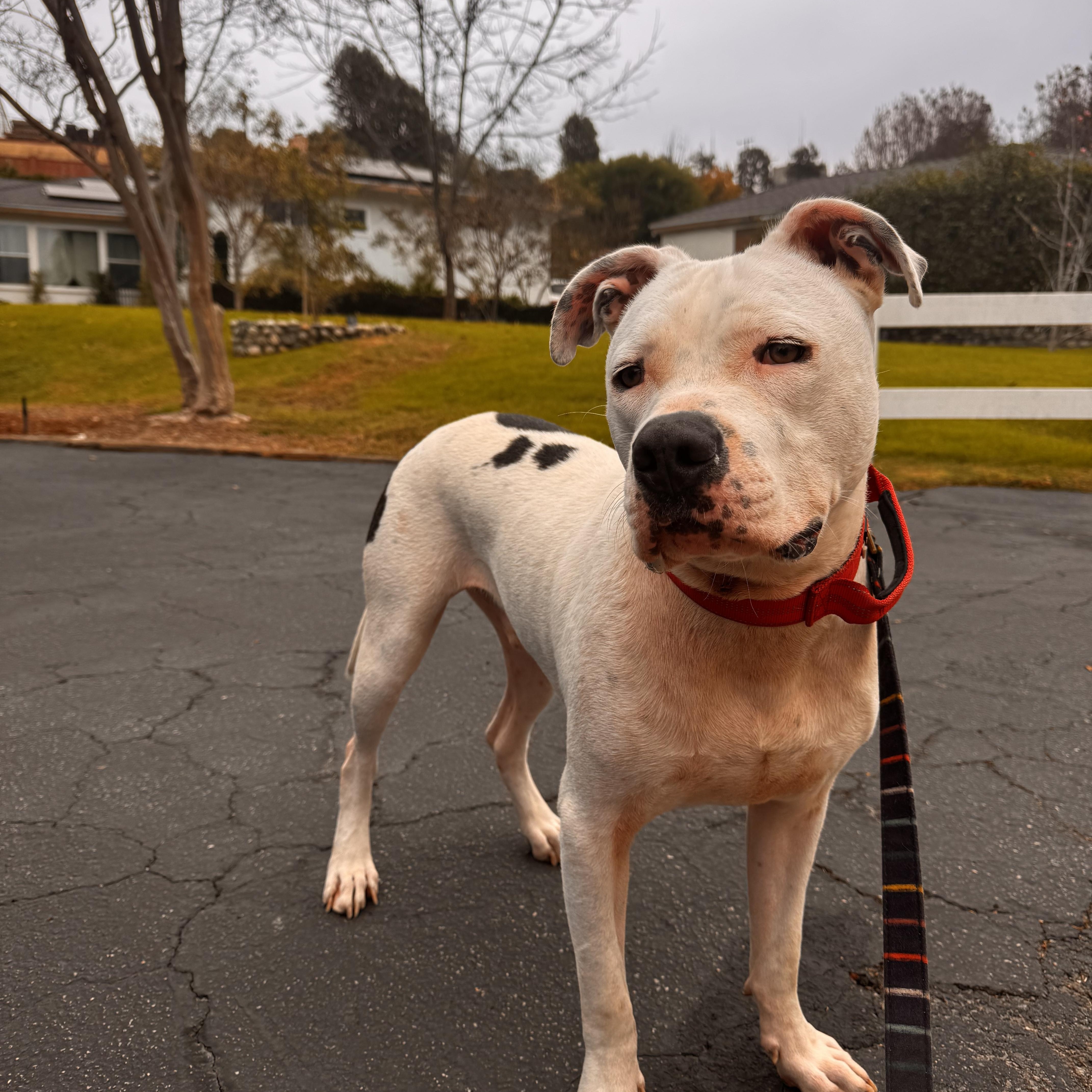 Enlarge Sonny Bono, a Adoptable American Staffordshire Terrier in Whittier, CA image 3/3