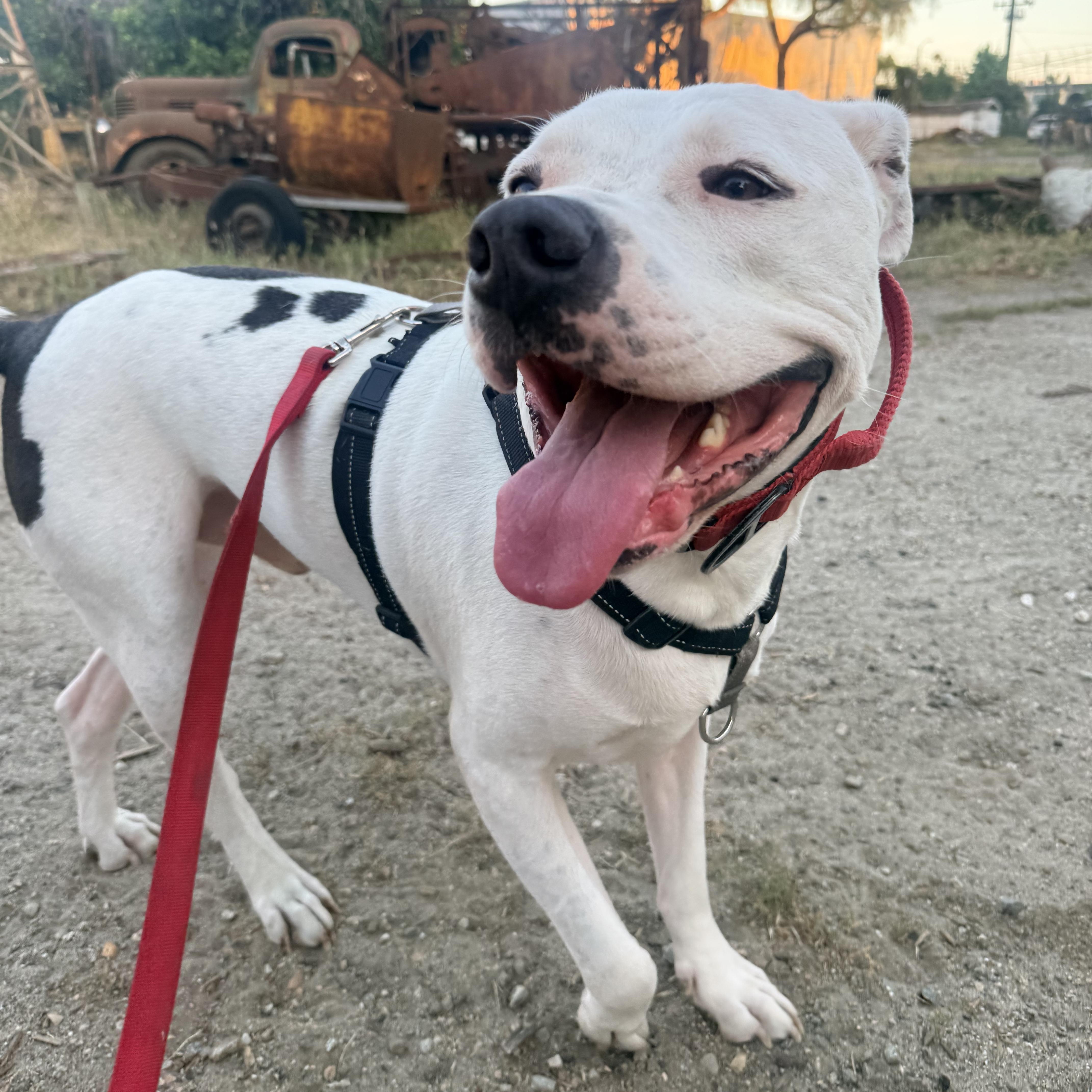 Sonny Bono, a Adoptable American Staffordshire Terrier in Whittier, CA image 2/5