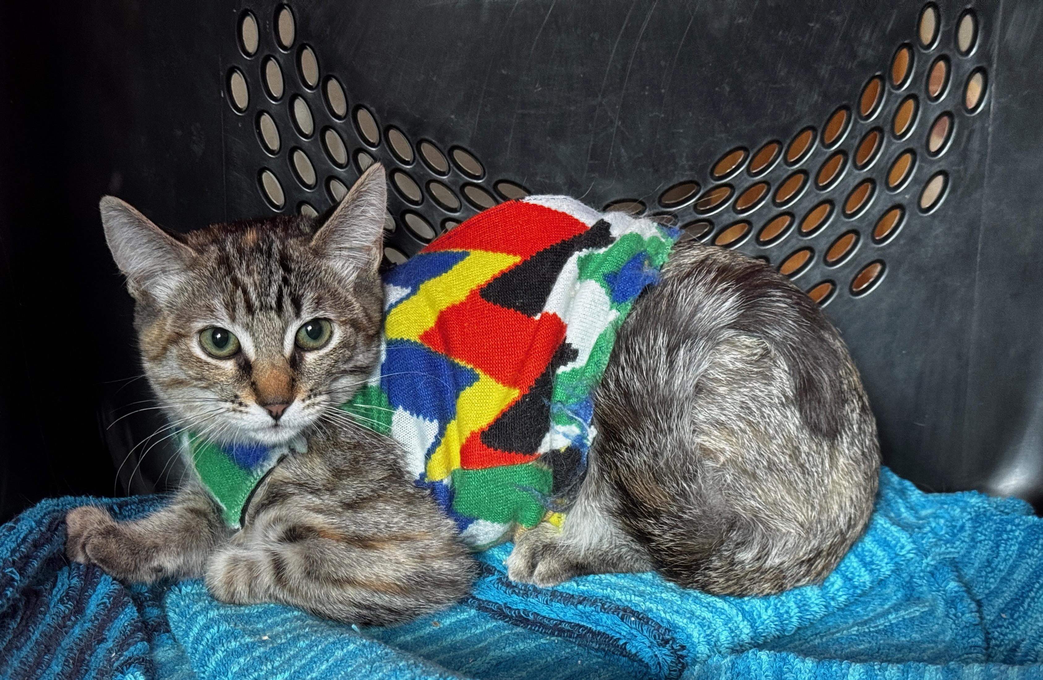 Olive, ADOPTABLE, Kitten Female Tabby & Calico.