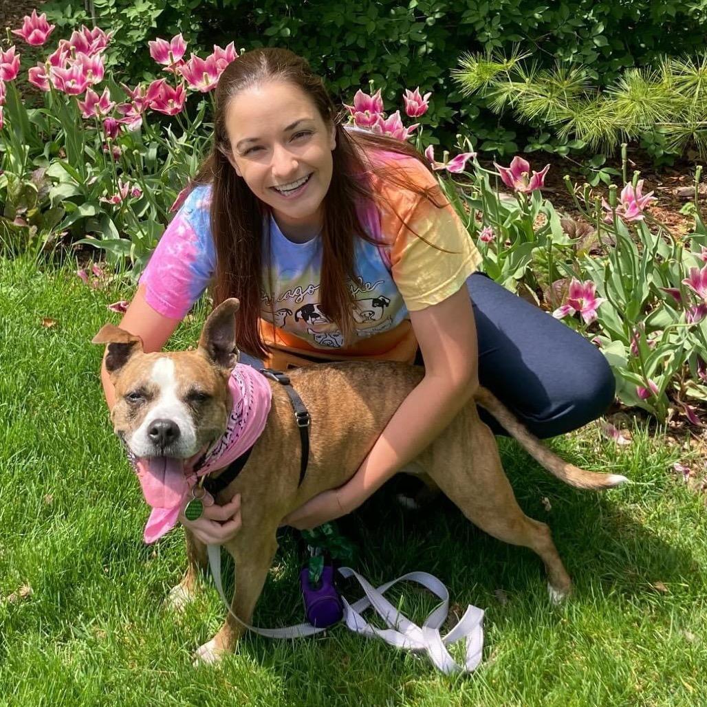 Enlarge Trixie, a Adoptable Pit Bull Terrier in Chicago, IL image 1/4