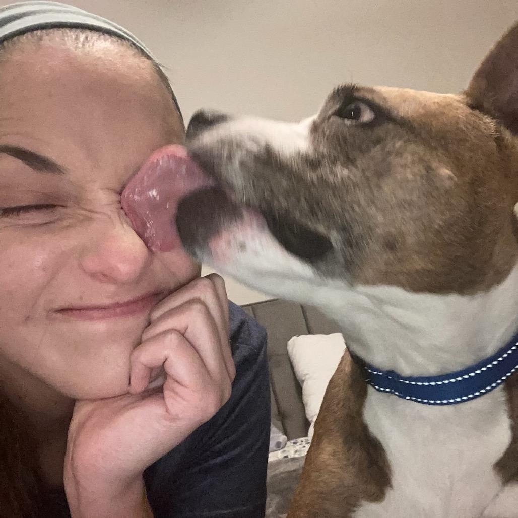 Trixie, a Adoptable Pit Bull Terrier in Chicago, IL image 1/6