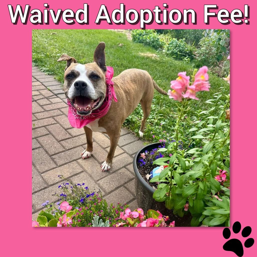 Trixie, a Adoptable Pit Bull Terrier in Chicago, IL image 1/6