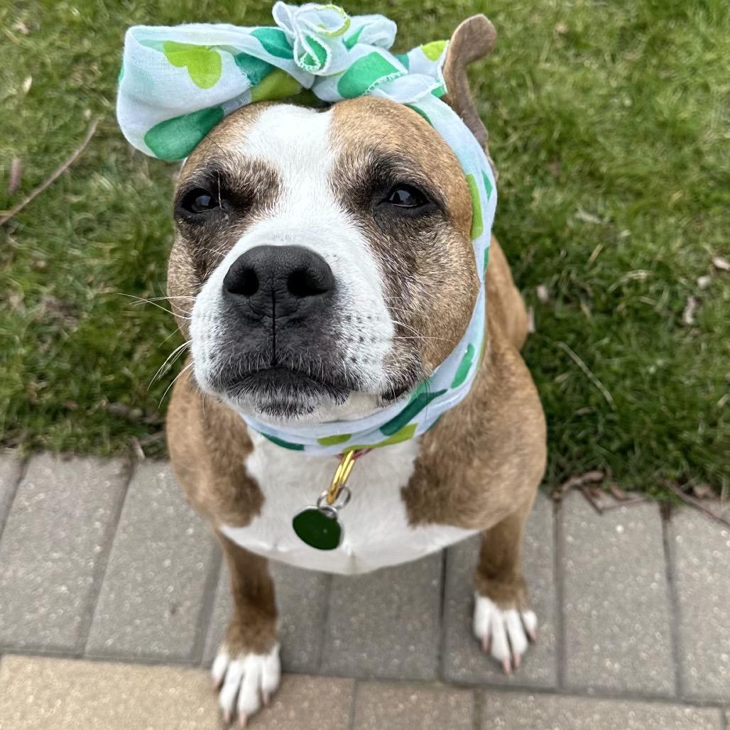 Trixie, Adoptable, Senior Female Pit Bull Terrier.