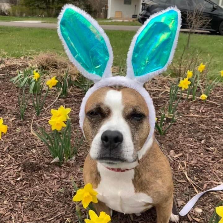 Enlarge Trixie, a Adoptable Pit Bull Terrier in Chicago, IL image 2/5