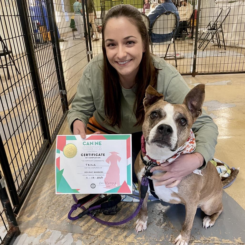 Enlarge Trixie, a Adoptable Pit Bull Terrier in Chicago, IL image 2/4