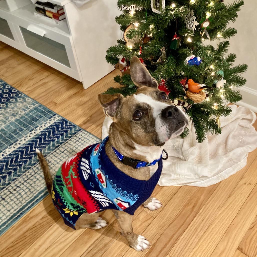 Enlarge Trixie, a Adoptable Pit Bull Terrier in Chicago, IL image 3/4