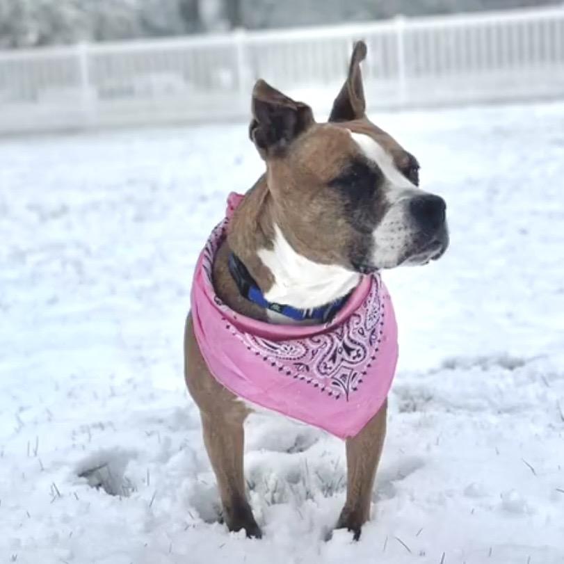 Enlarge Trixie, a Adoptable Pit Bull Terrier in Chicago, IL image 4/4