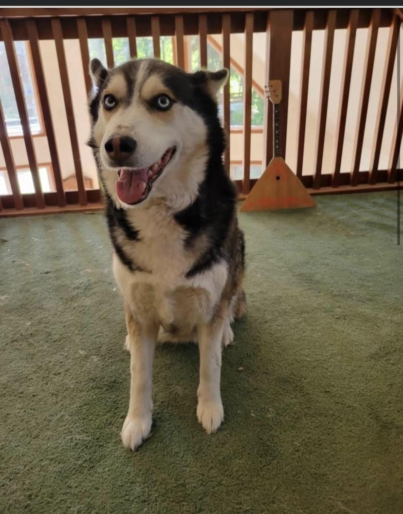 Kasha and Chubby Chuckers, Adoptable, Adult Female Husky & Labrador Retriever.