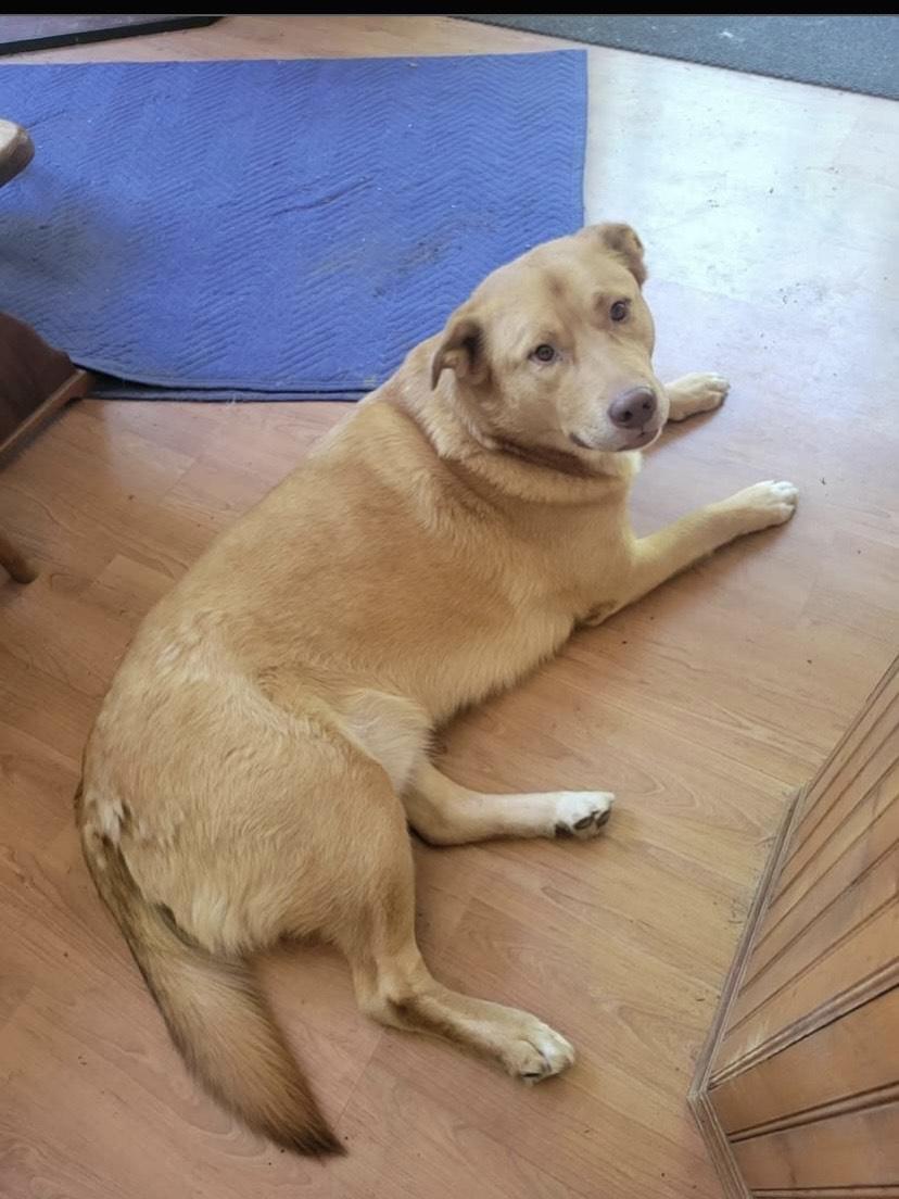 Kasha and Chubby Chuckers, an adoptable Husky, Labrador Retriever in Deer Park, WA, 99006 | Photo Image 4